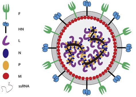 newcastle disease virus structure
